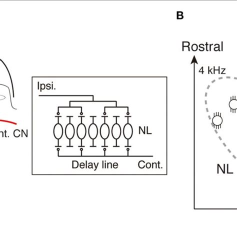 Image result for Interaural Time Difference with SciPy Python