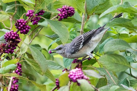 Beauty Berries Edible