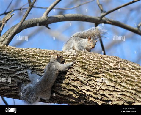 Two young American Grey Squirrels on a thick limb Stock Photo - Alamy