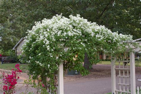 The Kudzu Files » Clematis Sweet Autumn