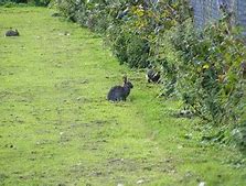 Image result for What to Feed Wild Baby Rabbits