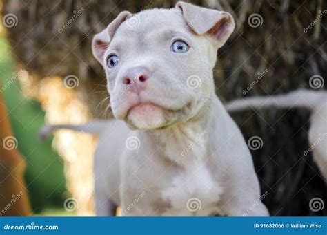 Tan American Pit Bull Puppy with Blue Eyes Stock Photo - Image of ...