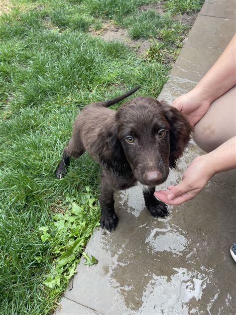 Image result for Straight Hair Cockapoo