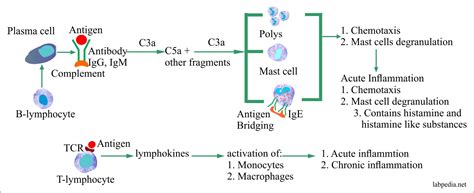 Complement Responsible For 的图像结果