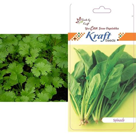 Kraft Seeds Coriander Panipat Indian Vegetable Desi Seeds Summer ...