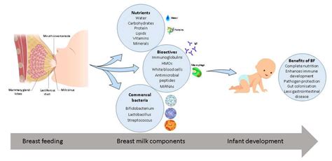 Nutrition Breastfeeding Essential Nutrients Healthy