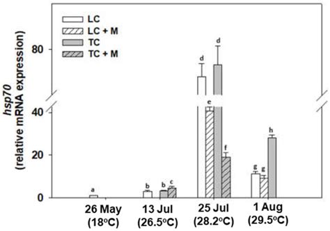 Are Marine Heatwaves Responsible for Mortalities of Farmed Mytilus ...
