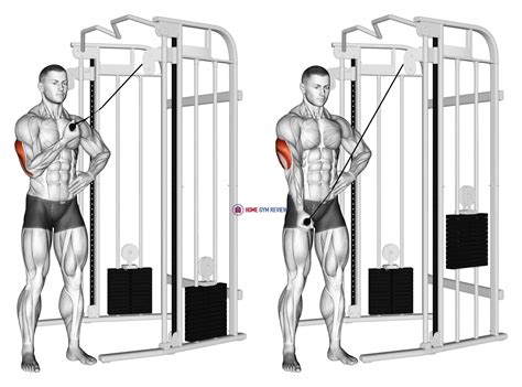 Cable One Arm Side Triceps Pushdown - Home Gym Review