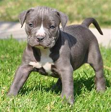 cerco animali da cortile in regalo vendita pitbull da privato a gorizia regalo cuccioli cerco animali da cortile in regalo vendita pitbull da privato a gorizia regalo cuccioli