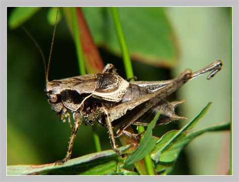 Kobylka obecná (Pholidoptera griseoaptera, De Geer 1773) I. - velký ...