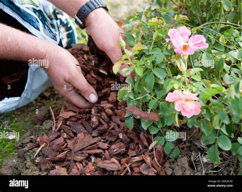 Gardener uses the pine bark to mulch a rose bush, in anticipation of ...