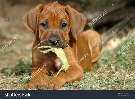 Cute Rhodesian Ridgeback Hound Dog Puppy Stock Photo 16799017 ...