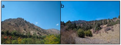 Juniper Tree-Ring Data from the Kuramin Range (Northern Tajikistan ...