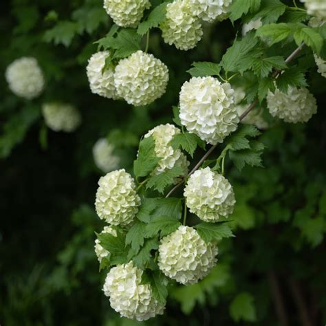 Viburnum opulus Roseum - Viorne Boule de Neige à fleurs blanches