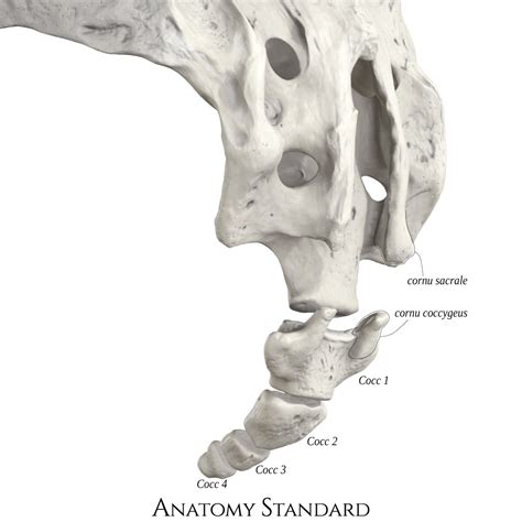 Sacrum Coccyx Anatomy Osteopathy Coccydinia (tailbone Pain)
