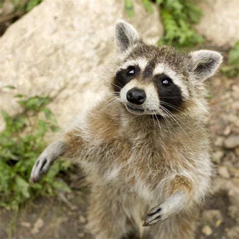 What Scent Will Deter Raccoons at Angel Singleton blog