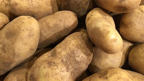 ARCHAEOLOGY OF FRUITS & VEGETABLES - Yukon Gold Potato - Chef's Mandala