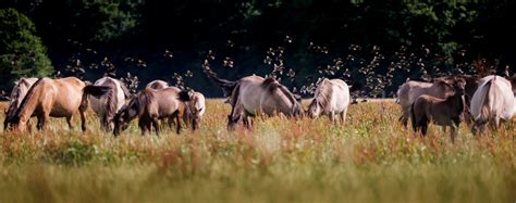 Animals / Wildlife - kroegerama.com