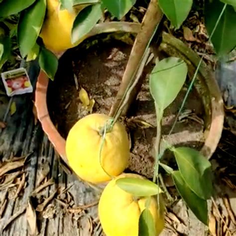 Green paradise Vietnamese Malta new yellow Malta live Grafted Plant ...