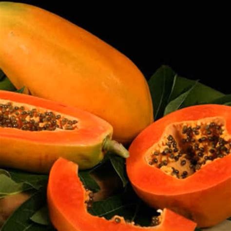 Red lady Papaya Live Plant – veliyathgardens