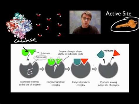 Enzymes and Organic Acids Video Lecture - Biology Class 12 - NEET