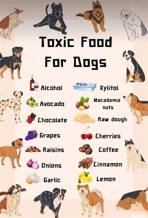 Pin by Beth Janohosky on Toxic for dogs | Dog food recipes, Toxic foods for dogs, Dog care tips