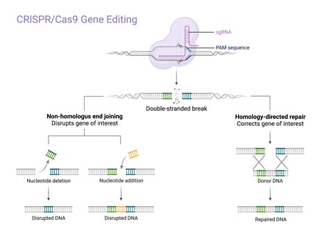 Image result for CRISPR Tutorial