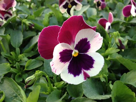 Winter Flowering Pansies | Nareys