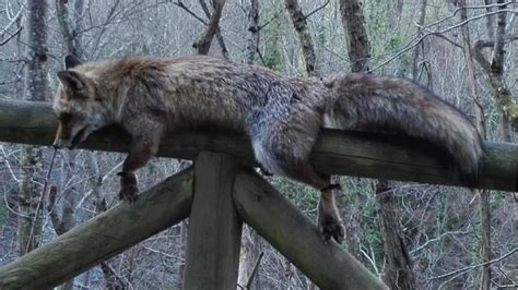 Un zorro muerto y atado a un poste, nuevo escándalo en un parque en ...