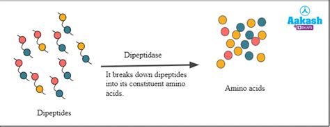 Small Intestine: Structure and Role in Digestion, Absorption in Small ...