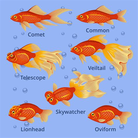 goldfish hearts #3763719 | Clipart Library
