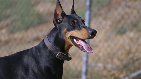 Life Expectancy of a Dog with Dilated Cardiomyopathy: Prognosis Factors ...