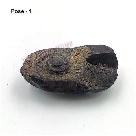 Buy Surya Shaligram Shila online at best price