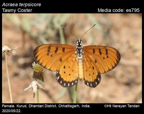 Acraea terpsicore | Butterfly