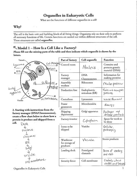 Organells in Eukaryotic Cells Activity key - Organelles in Eukaryotic ...