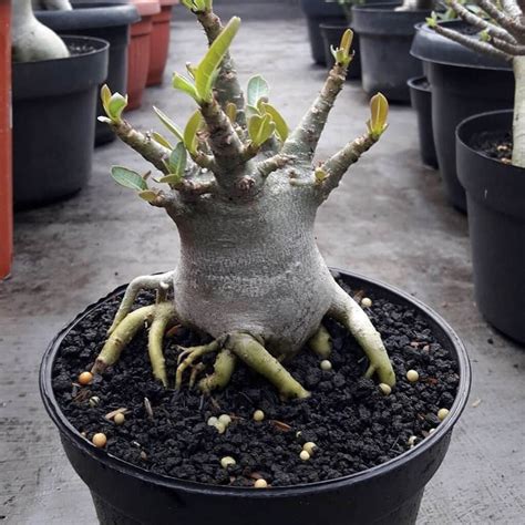 Desert Rose Plant - Growing Desert Rose At Home