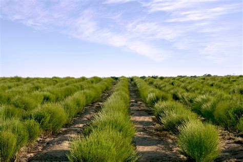 Bulk Rooibos Tea - Carmién Tea International
