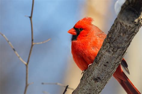 Birds In Illinois: The 35 Most Popular Species You'll Recognize