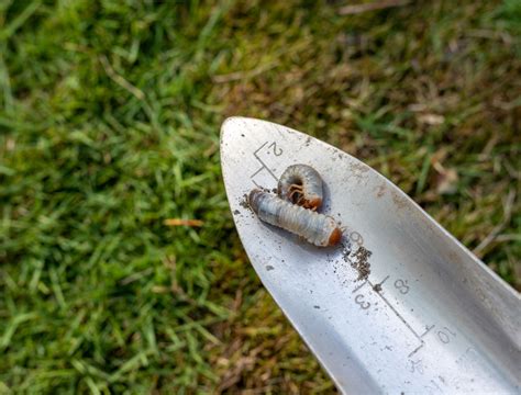 April Showdown: Confronting Lawn Grubs in Your Grass