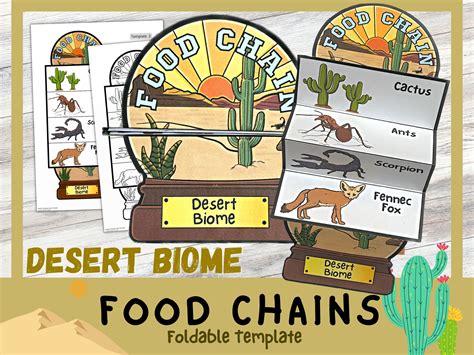 Desert Food Chains For Kids
