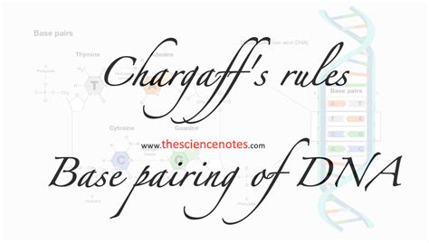 Chargaff's rules: Base pairing of DNA - The Science Notes