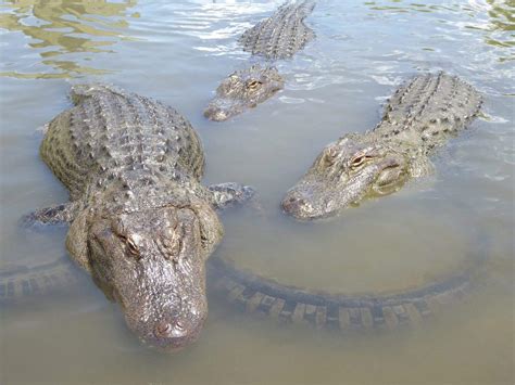 New Orleans Boy Killed by Alligator: A Look at Louisiana’s Hidden Dangers