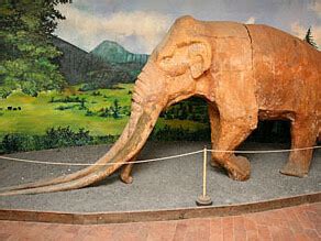 Mastodon Collection | Meer