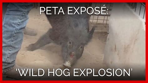 Image result for Exploding Hog