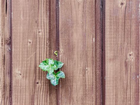 Download wallpaper 1600x1200 walls, fences, boards, leaves, plants ...