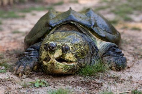 Image result for Alligator Snapping Turtle Underwater