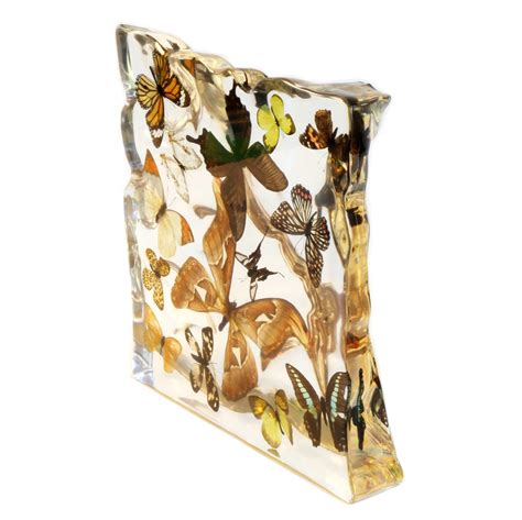 Real Butterflies and Moths in Acrylic Display - Set of 15 — Skulls ...