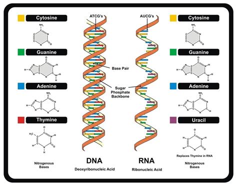 Image result for RNA DNA Explained