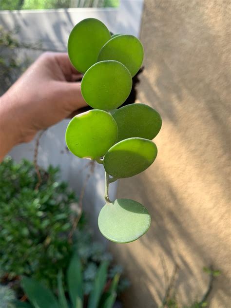 Green String Houseplant String of Coins Indoor or Outdoor Plant Easy Grower - Etsy