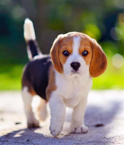Download A cute white and tan Beagle puppy | Wallpapers.com